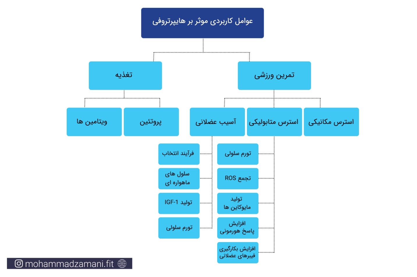 عوامل کاربردی مؤثر بر هایپرتروفی