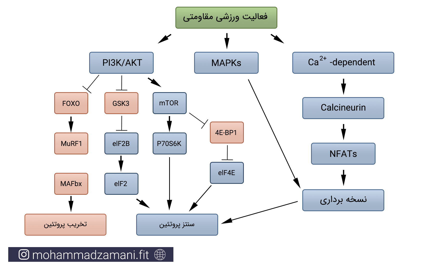 سه مسیر سیگنالینگ اصلی که در اثر تمرین مقاومتی، منجر به هایپرتروفی می¬شود