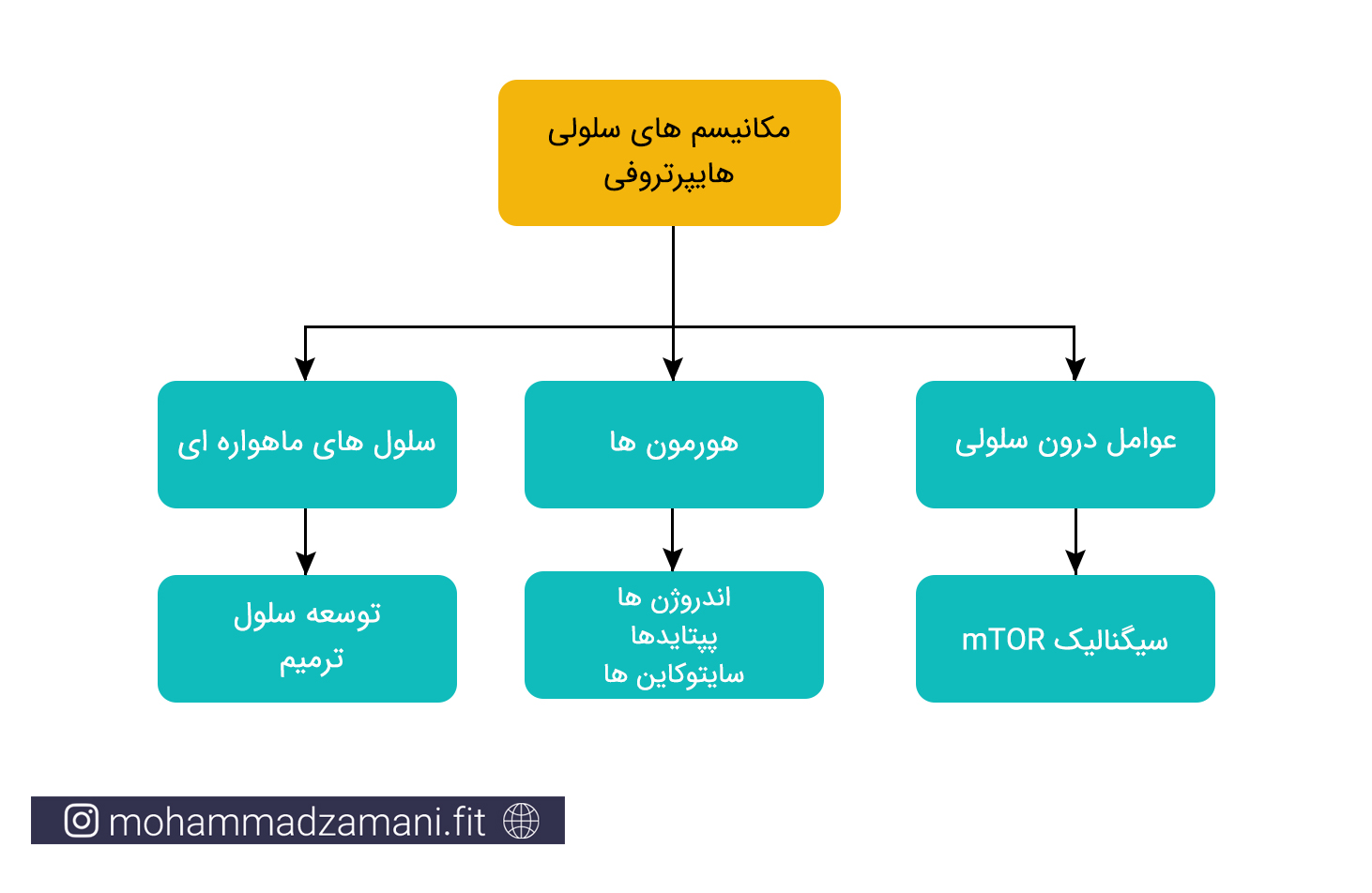 مکانیسم های سلولی هایپرتروفی