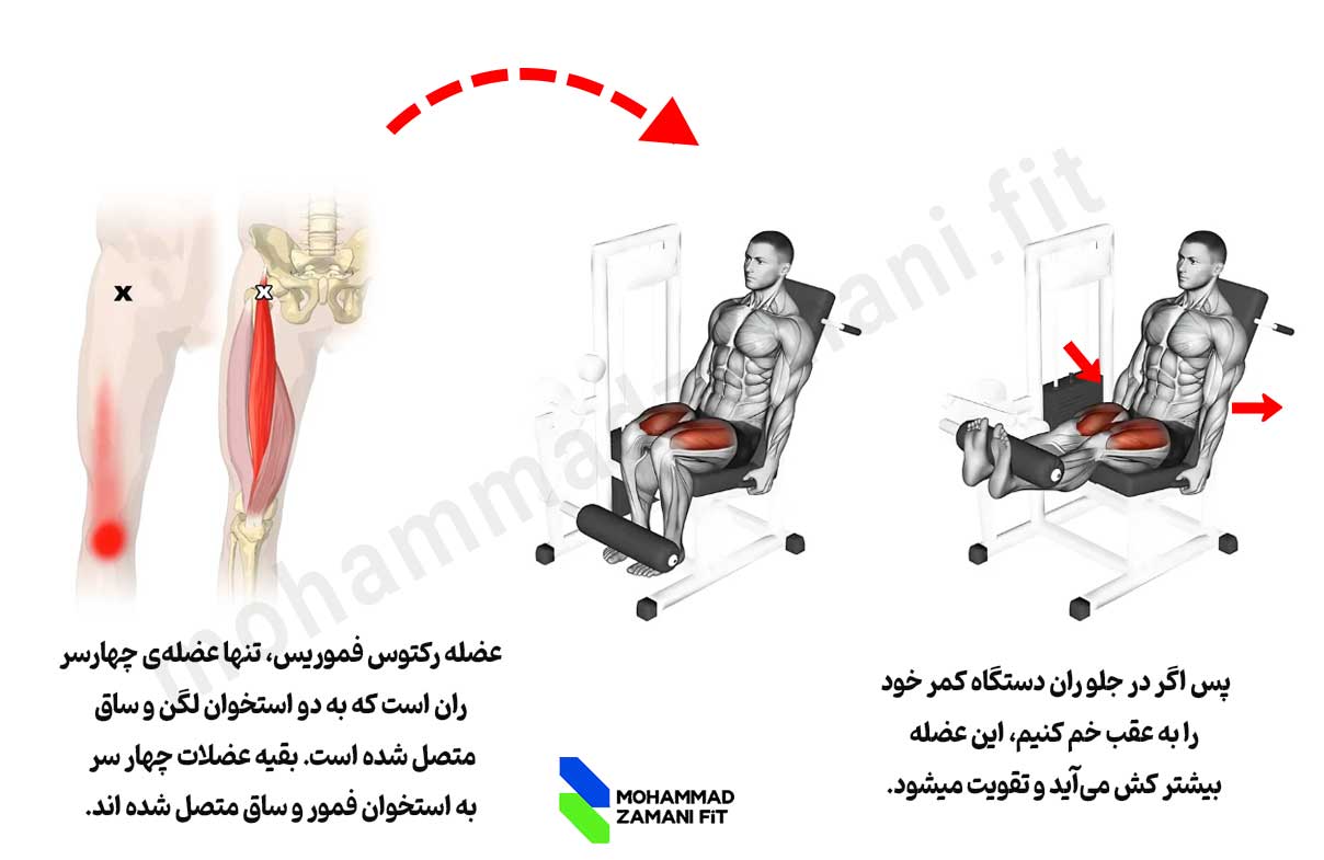 در جلو ران دستگاه اگر به سمت عقب خم شویم، عضله رکتوس فموریس کش میآید و بیشتر تقویت میشود.