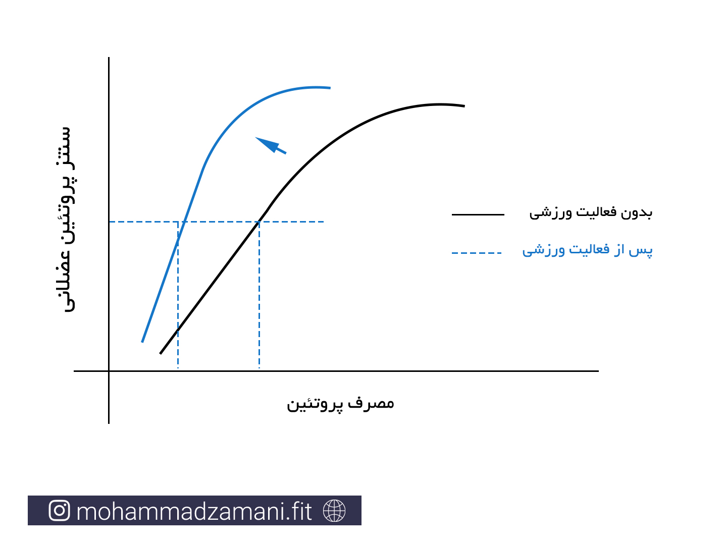 نمودار دوز-پاسخ. با فعالیت ورزشی، حتی با مصرف پروتئین کمتر، سنتز پروتئین عضلانی به میزان مشابه اتفاق می¬افتد (خطوط نقطه چین).