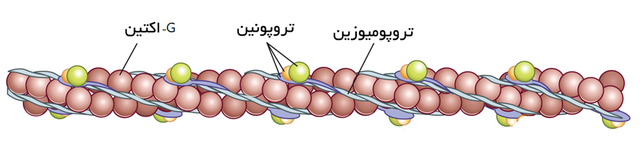 در شکل زیر، ساخنتر میکروفیلامنتهای انقباضی اکتین را مشاهده میکنید.
