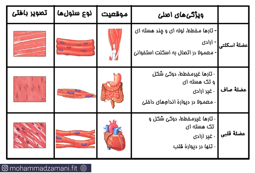 در بدن انسان سه نوع عضله اسکلتی، قلبی و صاف وجود دارد که با هم تفاوتهای بسیاری دارند.