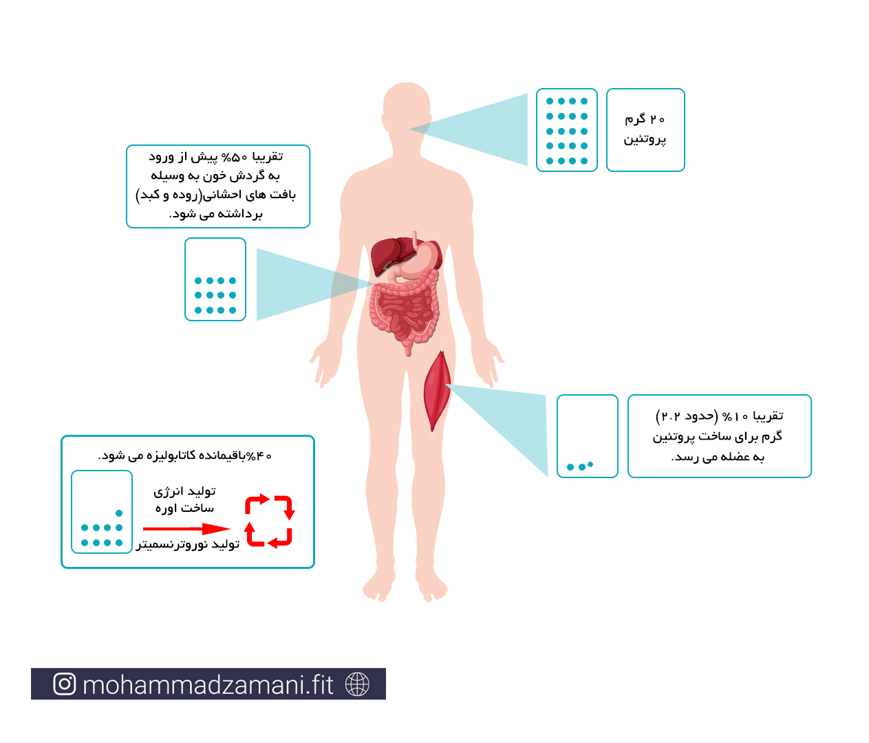 سهم پروتئین عضلانی از میزان پروتئین مصرفی روزانه