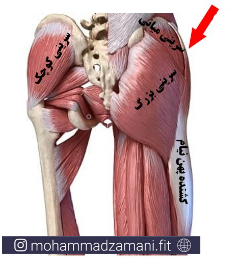 این زاویه لگن و برجستگی بزرگ ران است که در ظاهر چال باسن یا هیپ دیپ را ایجاد می کند