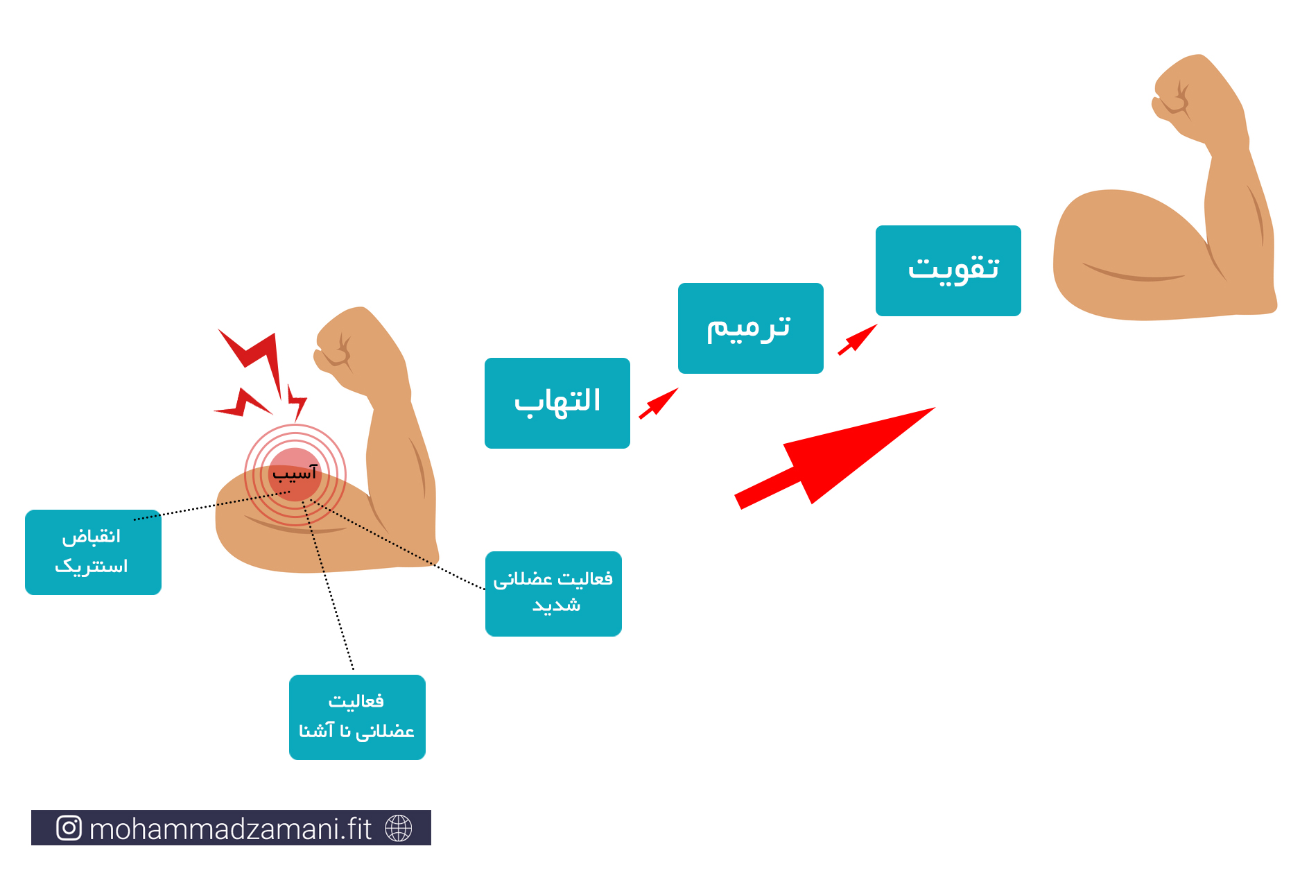 مسیر شماتیک ایجاد هایپرتروفی عضلانی در اثر آسیب عضلانی ناشی از تمرین