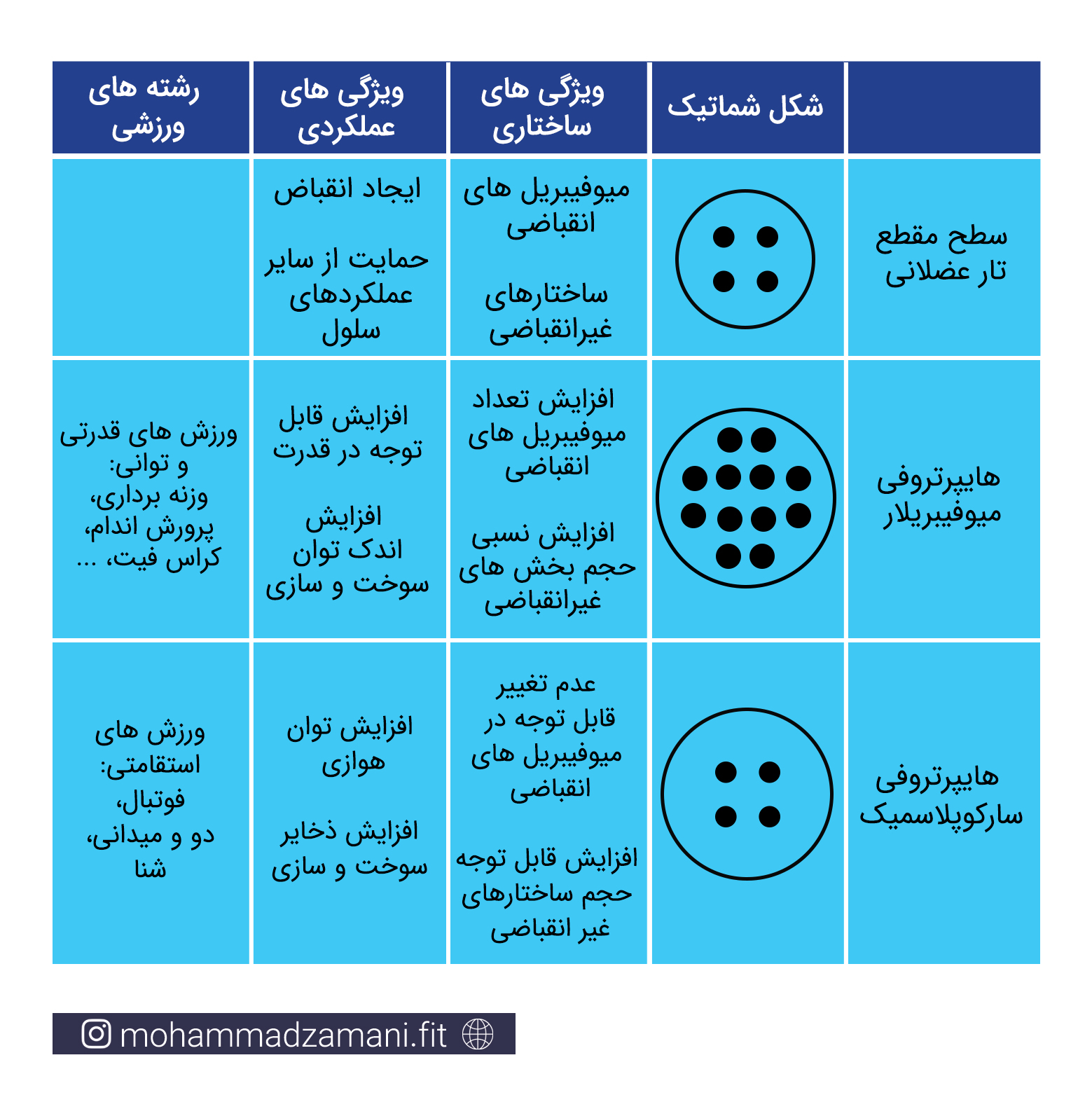 انواع هایپرتروفی عضلانی و ویژگی های هرکدام