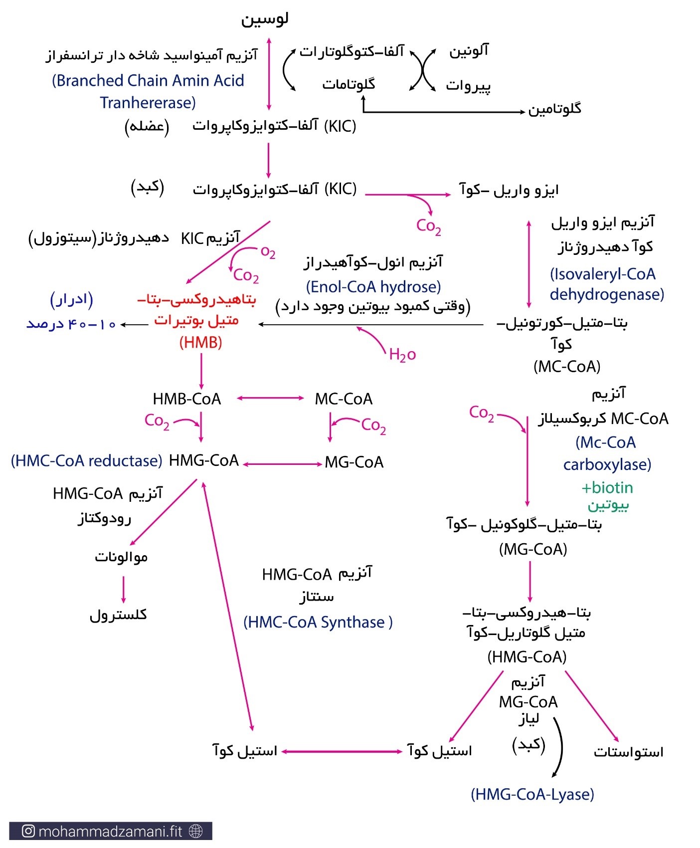 مراحل تبدیل بیوشیمایی لوسین به HMB 