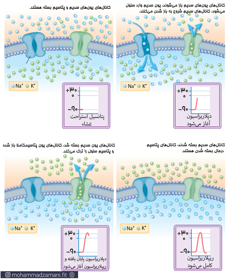 پیامهای عصبی از طریق سیناپسها به عضلات میرسند.